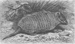 Caption below picture The weasel headed armadillo (1/5 nat. size)