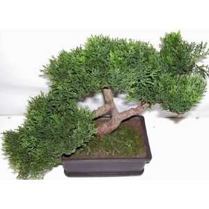  9 Cedar Bonsai Topiary