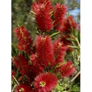  Red Flowers of the Native Bottle Brush Bush, a Wild Flower 