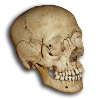 Museum Replica Human Skull   Real Details, Adolescent  