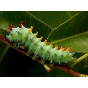  The Caterpillar of a Cecropia Moth Feeds on a Leaf 