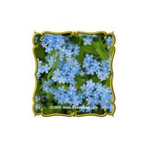  1/4 Lb   Chinese Forget Me Not   Bulk Wildflower Seeds 