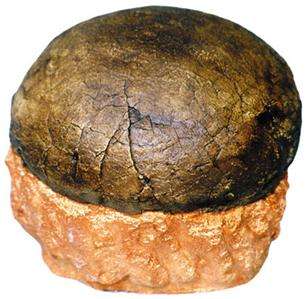 Fossil Hadrosaur Duck Billed Dinosaur Egg Replica  