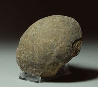 large and fascinating Prehistoric Fossil   A Fossilized Dinosaur Egg 
