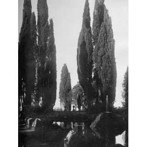 Cypress Trees Viewed across a Lake in an Italian Garden Stretched 