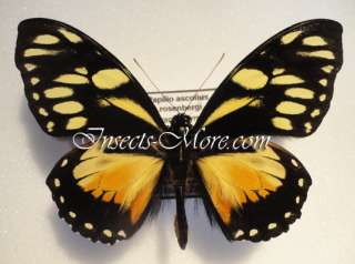 Papilio ascolius rosenbergi male, orange form (Ecuador)  