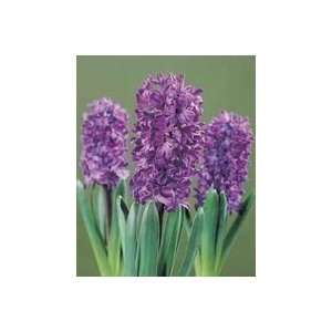  Hyacinth Peter Stuyvesant 18 19 cm. 50 pack Patio, Lawn 