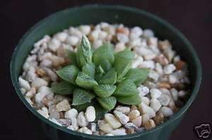 Haworthia turgida, exotic rare succulent plant cacti 4  