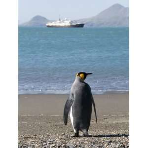 King Penguin, Moltke Harbour, Royal Bay, South Georgia, South Atlantic 