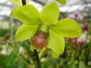 Dendrobium Tanida ‘Green’ Blooming Sized Orchid Plant  