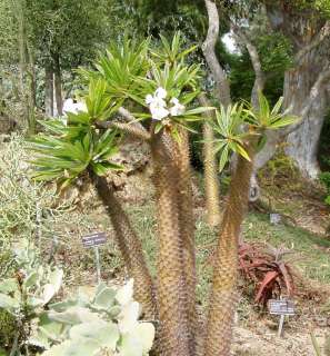 MADAGASCAR PALM ~ Pachypodium Lamerei LIVE PLANT  