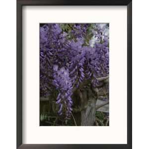 Wisteria Blossoms Drape an Old Fence Post Artists Framed Photographic 