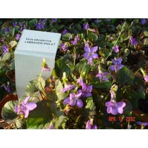  Labrador Viola Plant Patio, Lawn & Garden