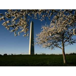 View of the Monument Framed by a Flowering Cherry Tree Photographic 