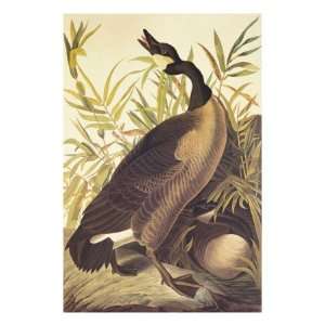  Canada Goose Giclee Poster Print by John James Audubon 