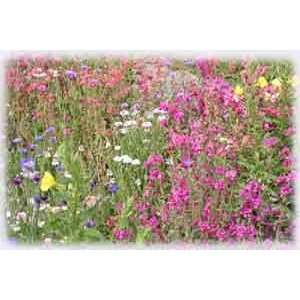   / Butterfly Seed Mix   1 oz Seed Packet Patio, Lawn & Garden