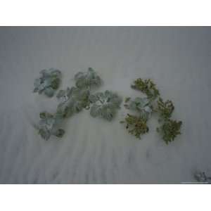  Dune Cabbage and Sea Spurge Growing in the Sand 