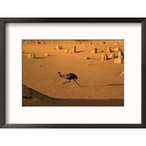  Emu Running Through the Pinnacles, Pinnacles Desert, Australia 