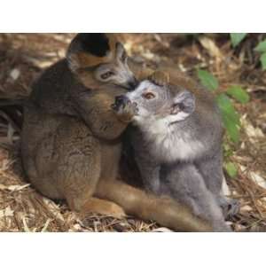  Crowned Lemurs Mutual Grooming, Eulemur Coronatus, a 