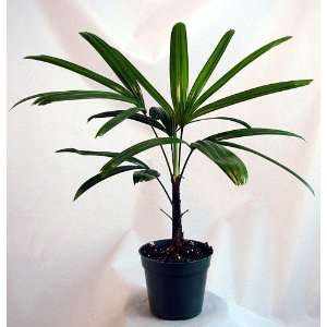   Palm   Rhapis excelsa   Easy to Grow House Plant Patio, Lawn & Garden