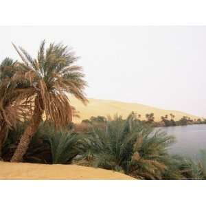 Palm Trees and Lake, Erg Ubari, Sahara Desert, Fezzan, Libya, North 