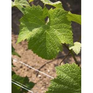  Pinot Noir Leaf, Champagne Francois Seconde, Sillery Grand 