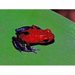  Strawberry Poison Dart Frog in a Rainforest, Costa Rica 