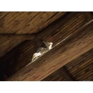  An Owl Perches on the Rafters of a Home in the Andes 