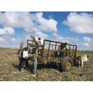  Sugar Cane Harvest, South Coast, Dominican Republic, West 