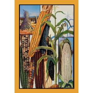 Indian Corn 28X42 Canvas Giclee 