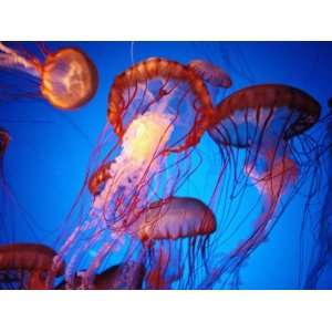  Fleet of Golden, Long Tentacled Jellyfish, California 