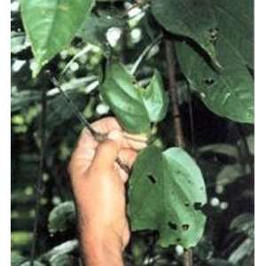  Clavo Huasca Powder 1 Lb   Raintree Nutrition Inc. Health 