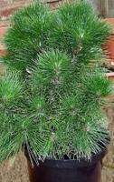 Japanese Black Pine Tree (Pinus thunbergii) 500+ SEEDS  