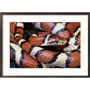Extreme Close up of a Milk Snake in the Dry Season Framed Photographic 