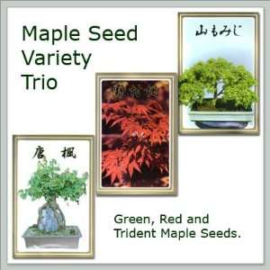  Joebonsai Maple Seed Variety Trio  Red   Green   Trident 