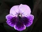 Streptocarpus, African Violets items in neils streps 