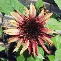 Indian Blanket Sunflower (Helianthus annuus) 50+ SEEDS  