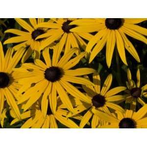  Close Up of a Cluster of Black Eyed Susan Flowers, Rudbeckia 