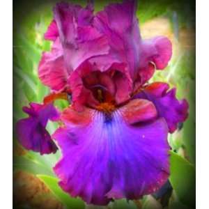  Grape Expectations Tall Bearded Iris Rhizome Iridaceae 1 