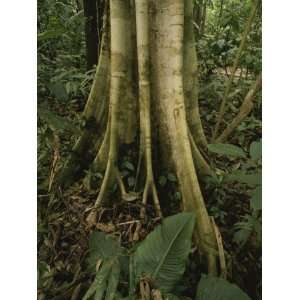 Close View of Tree Roots in a Rain Forest, Costa Rica Photographic 