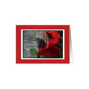  Framed Butterfly on Red Flower Card Health & Personal 
